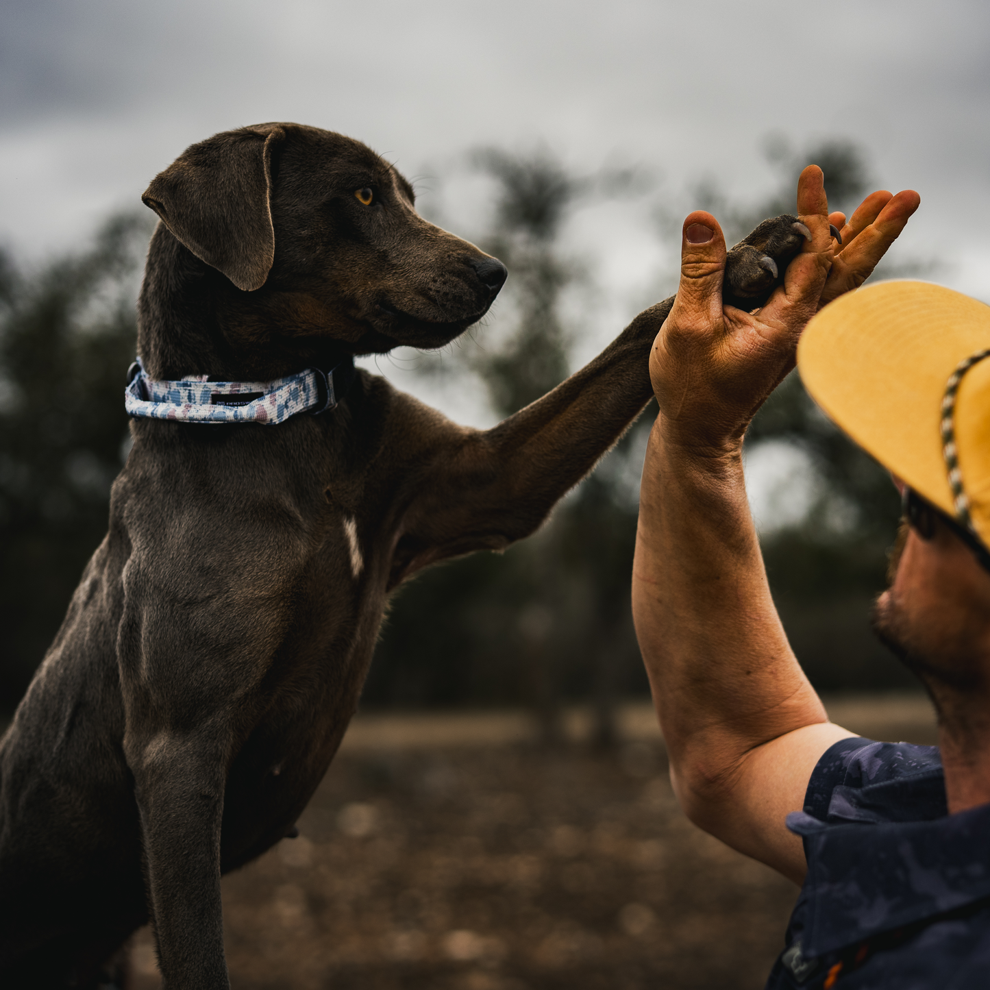 Premium Dog Collar - Arctic Camo