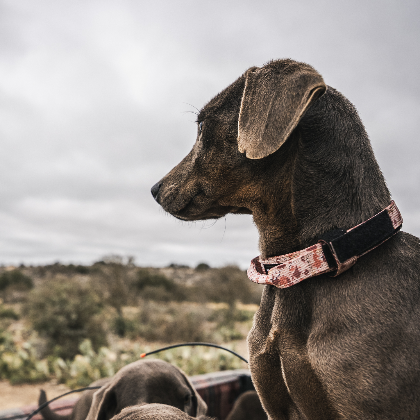 Premium Dog Collar - Chocolate Chip Camo