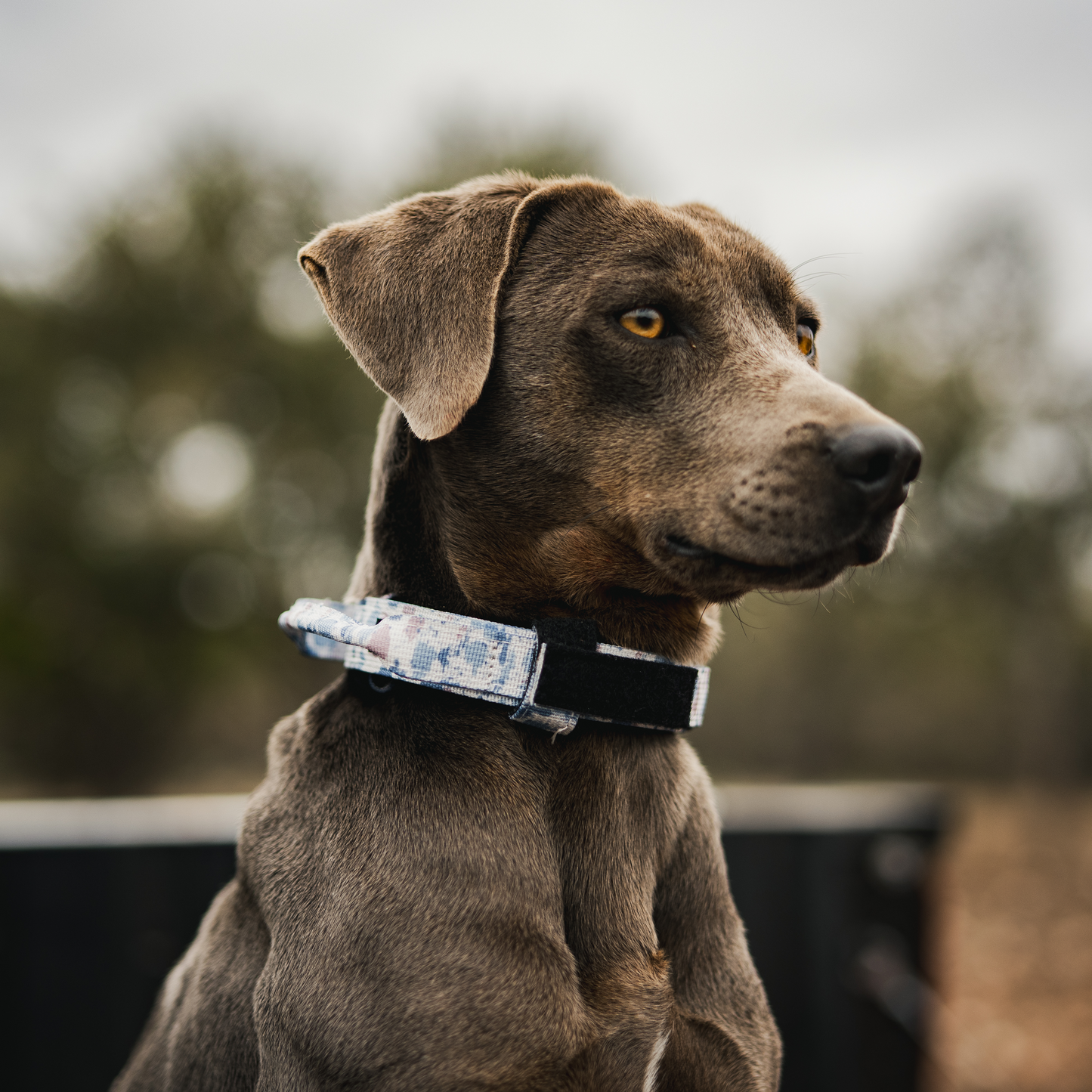 Premium Dog Collar - Arctic Camo