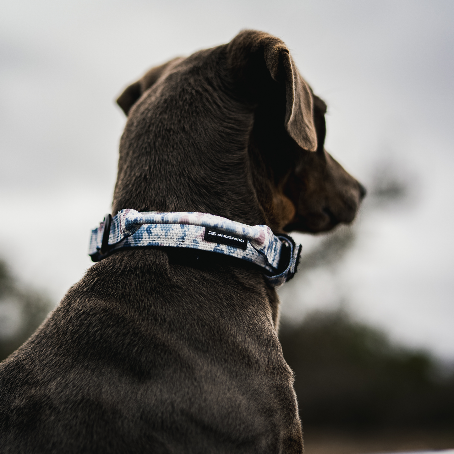 Premium Dog Collar - Arctic Camo