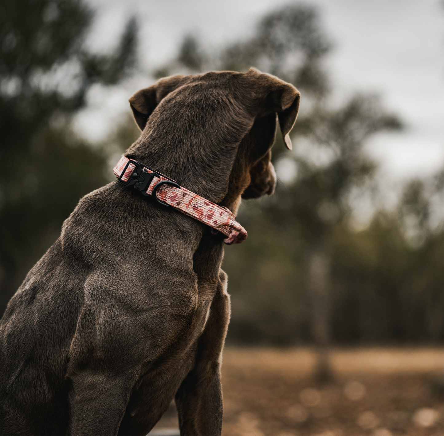 Premium Dog Collar - Chocolate Chip Camo