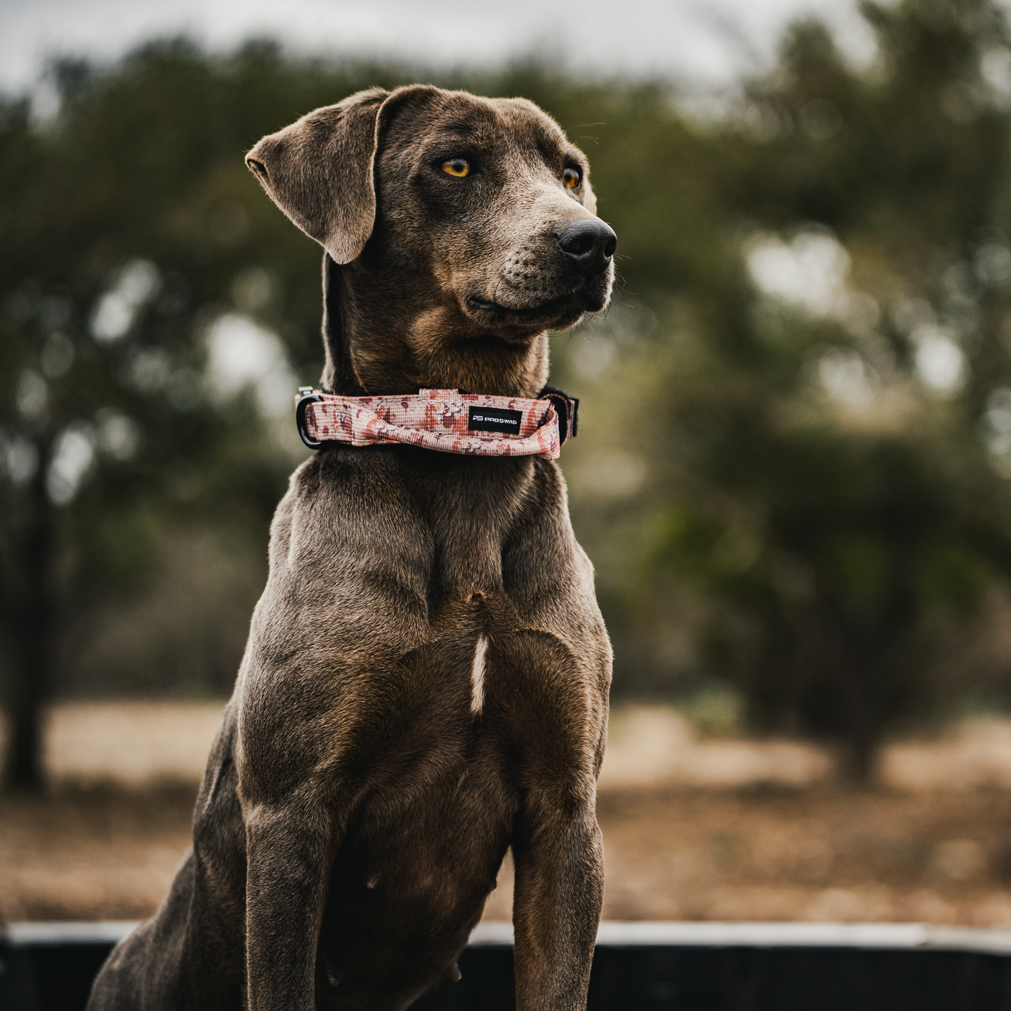 Premium Dog Collar - Chocolate Chip Camo