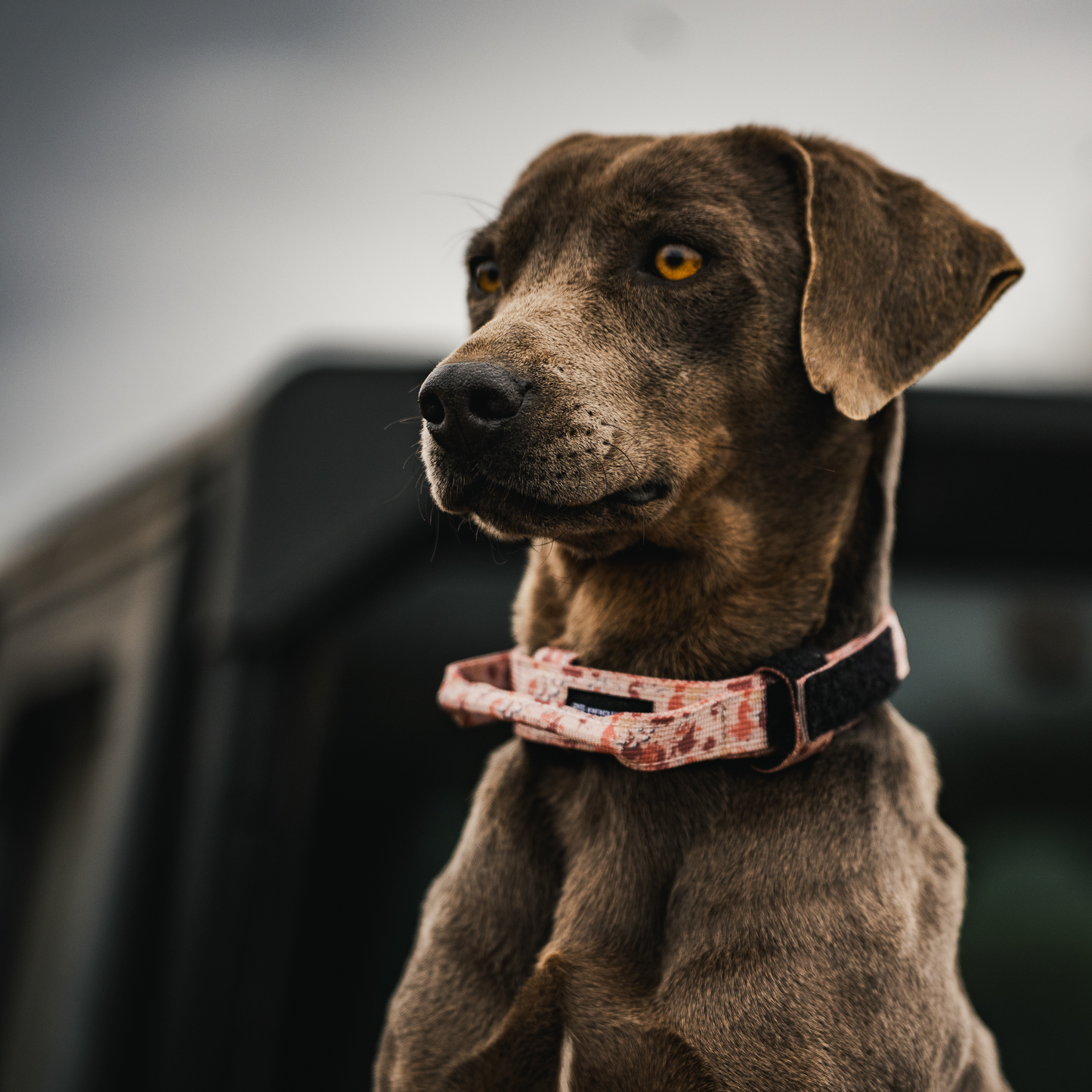 Premium Dog Collar - Chocolate Chip Camo