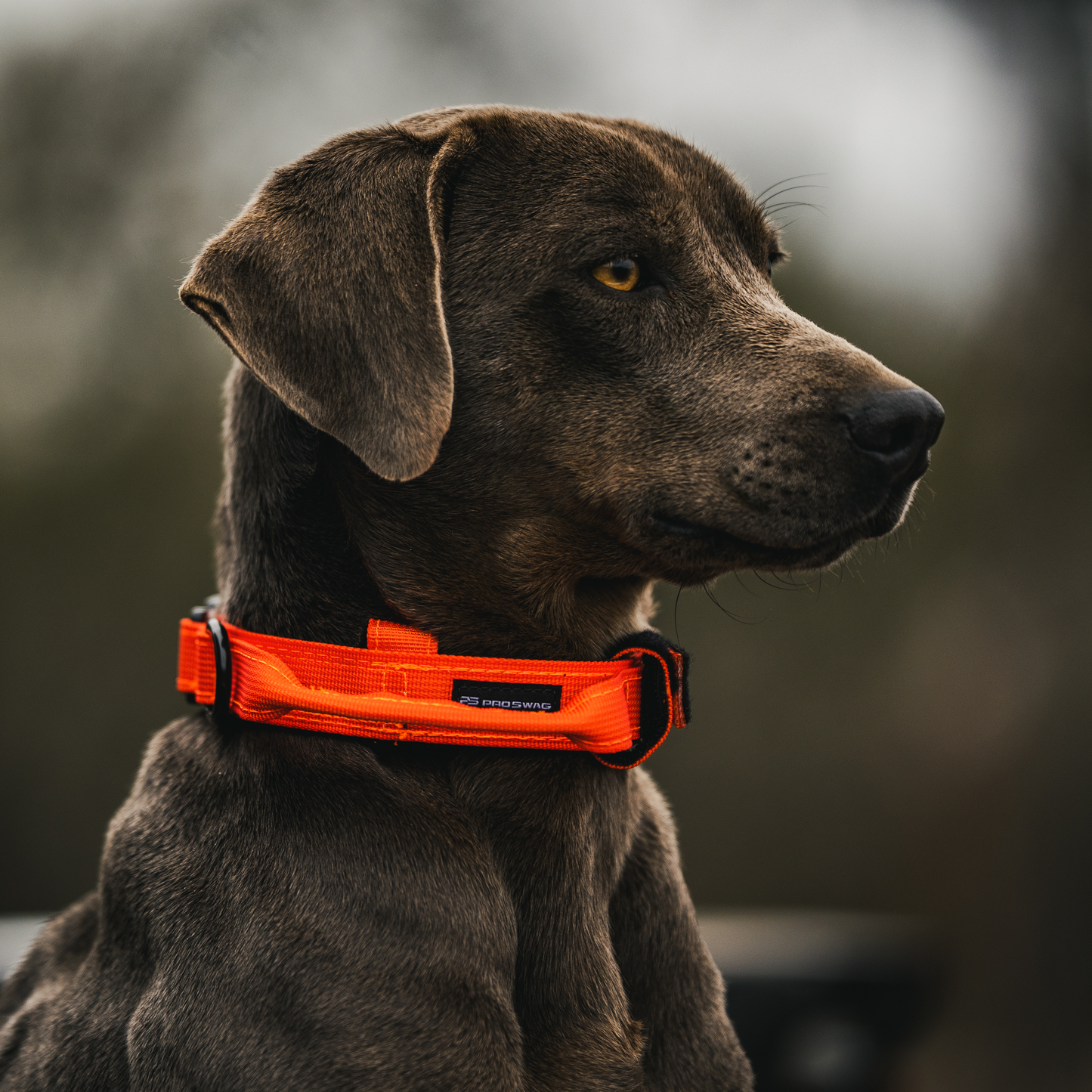 Premium Dog Collar - Orange Burst