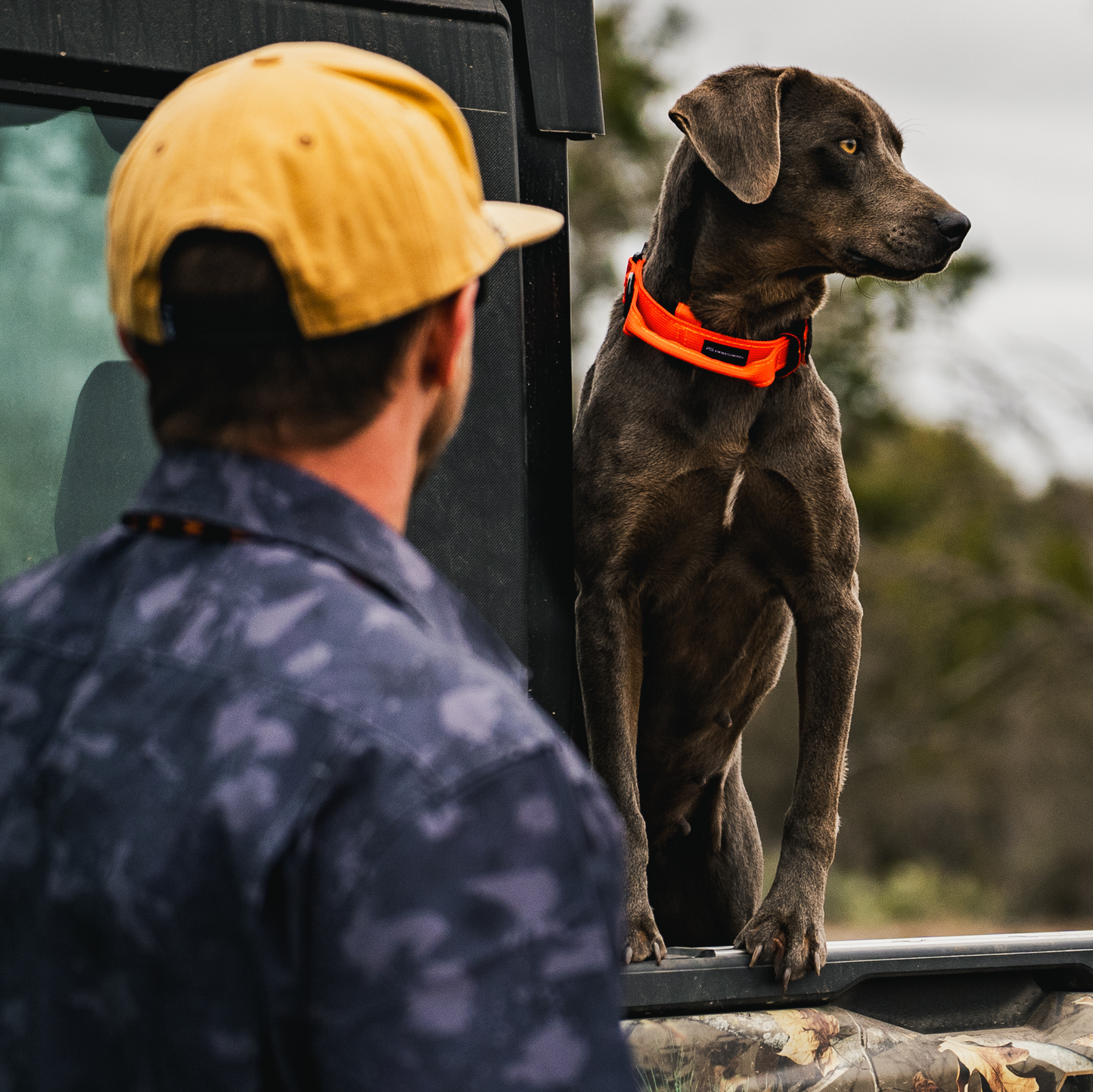 Premium Dog Collar - Orange Burst