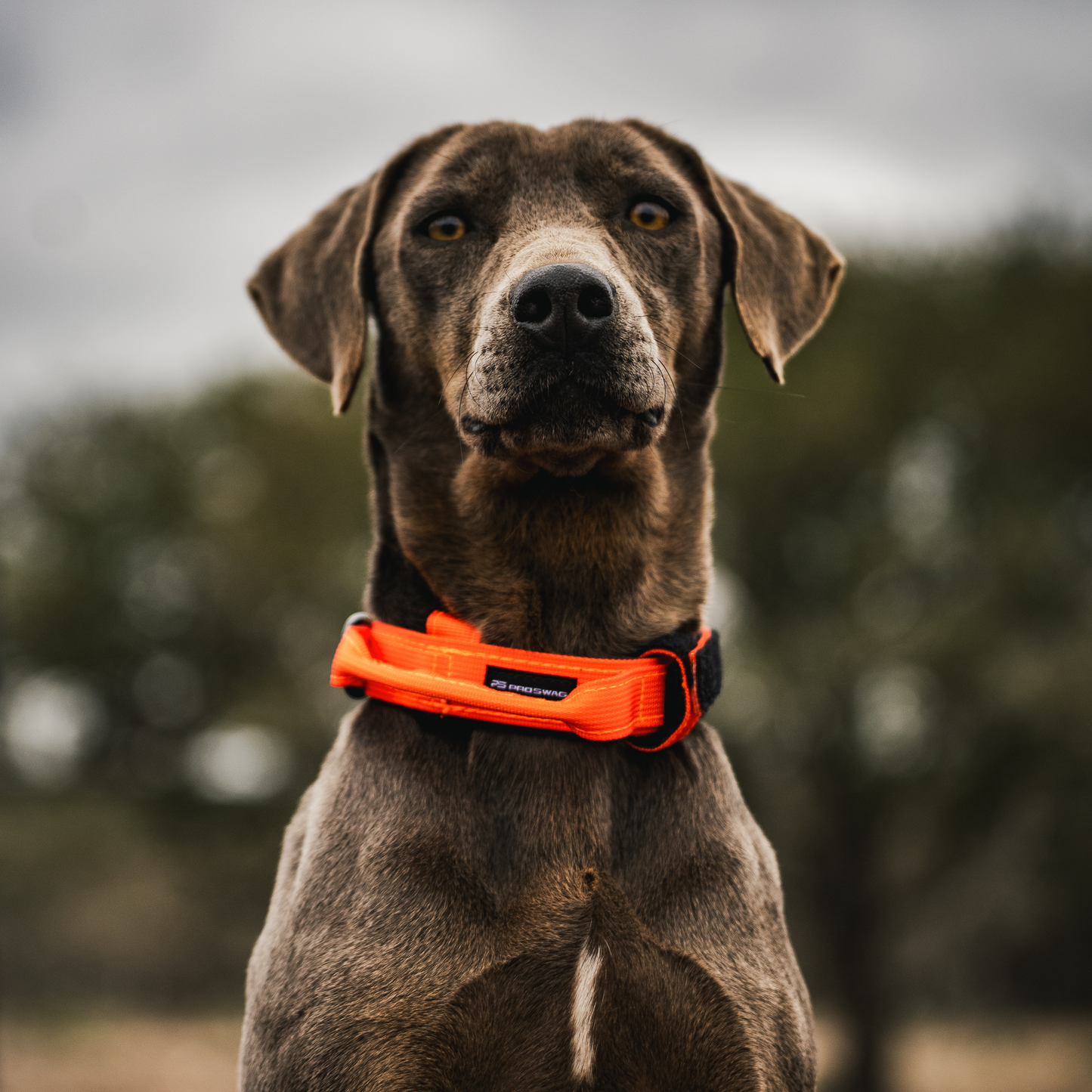 Premium Dog Collar - Orange Burst